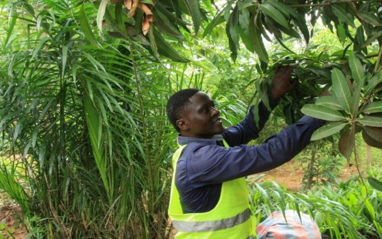 Limiter la coupe et replanter : Le défi du Togo où pauvreté rime avec déforestation