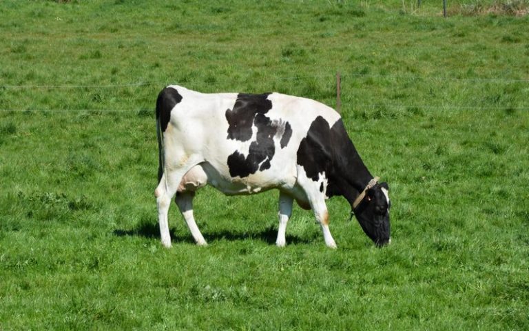 Officiel : La réduction de 25% des émissions agricoles adoptée en Irlande