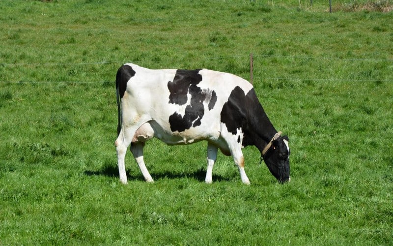 Officiel : La réduction de 25% des émissions agricoles adoptée en Irlande