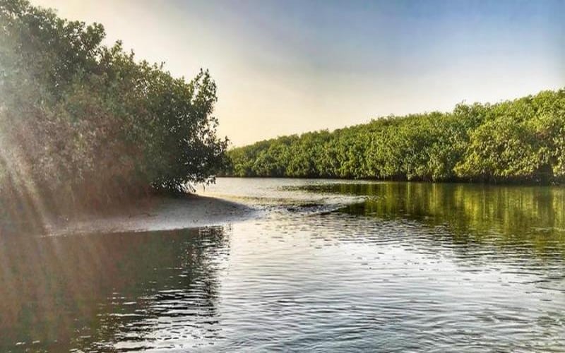 Sénégal : La réserve de la Somone, un sanctuaire de la biodiversité