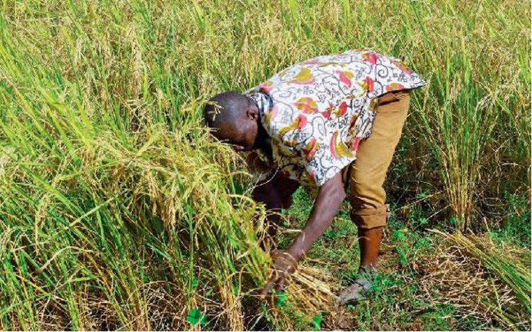Sénégal : Le riz de plateau gagne de plus en plus du terrain dans le bassin arachidier