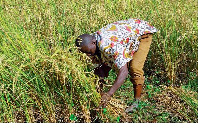 Sénégal : Le riz de plateau gagne de plus en plus du terrain dans le bassin arachidier