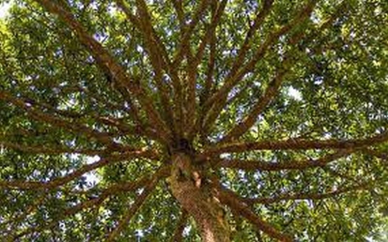 Un appel à l’engagement des programmes de certification par de tierces parties dans les stratégies d’atténuation des feux de forêt dans l’ouest américain