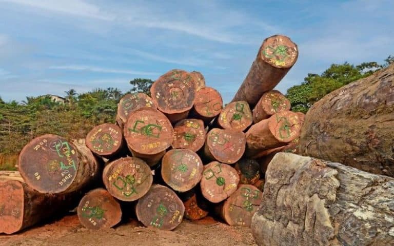 Une synergie d’actions au profit du Bassin du Congo pour favoriser les chaînes de valeur du bois   
