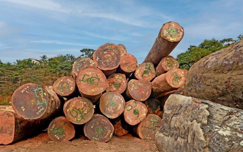 Une synergie d’actions au profit du Bassin du Congo pour favoriser les chaînes de valeur du bois   