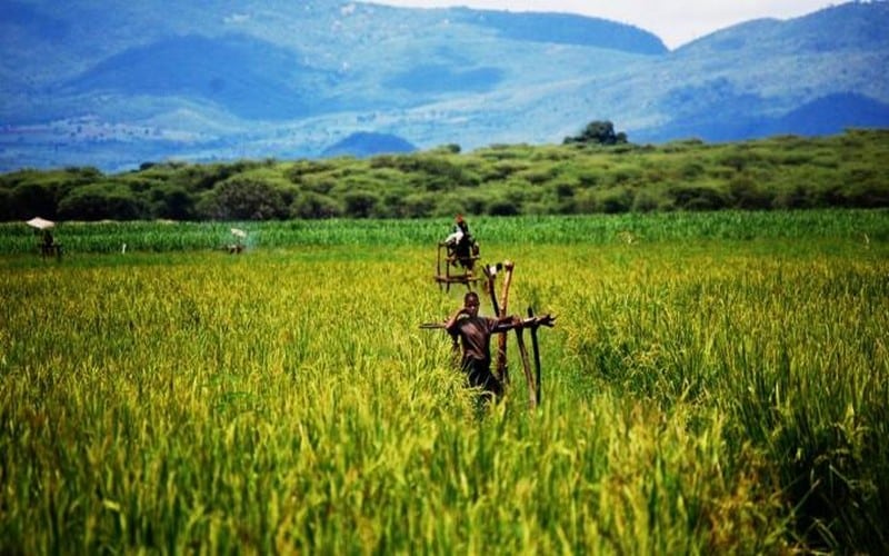 Atteinte de l’objectif de la « faim zéro » à l’horizon 2030 : 257 milliards $ d’investissements annuels nécessaires pour l’agriculture africaine
