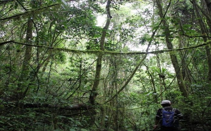 La communauté de base dénonce l'accaparement d'une portion de la forêt de Tsiazompaniry (Madagascar)
