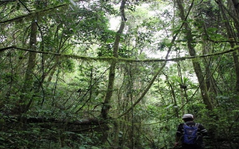 Félix Tshisekedi accuse la communauté internationale de ne pas assez contribuer à la préservation des forêts du bassin du Congo