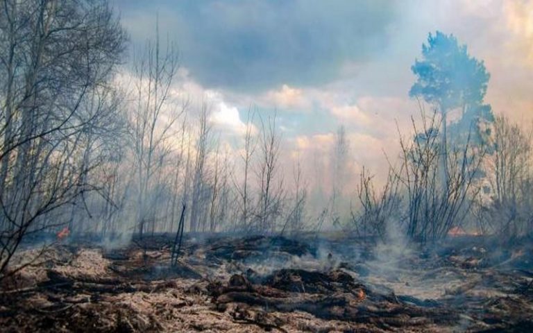 Les forêts se seraient embrasées instantanément après la chute de l’astéroïde qui a tué les dinosaures !