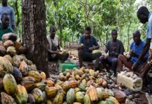 Lutte contre la « déforestation importée » en Europe : quelles conséquences pour des millions d’Africains ?