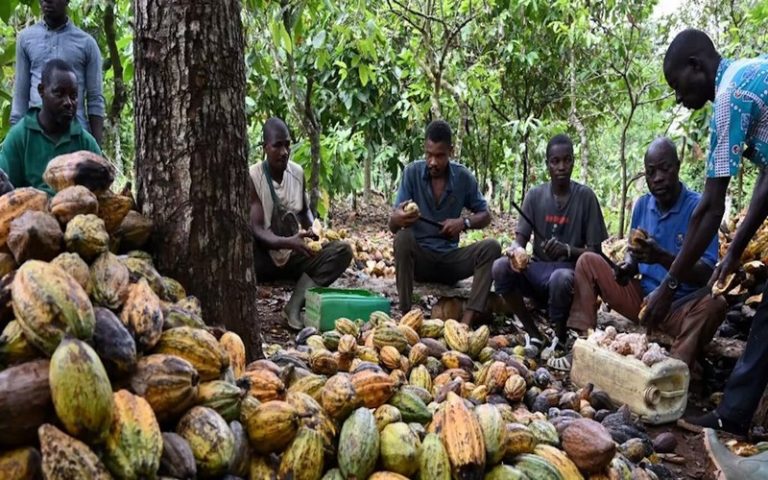 Lutte contre la « déforestation importée » en Europe : quelles conséquences pour des millions d’Africains ?