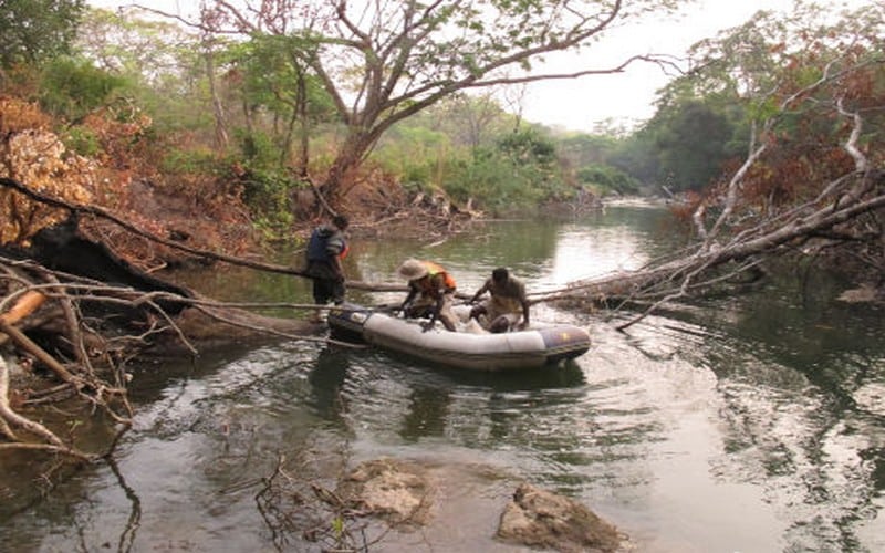 RDC : Des scientifiques découvrent d’une nouvelle espèce de poisson-chat dans le bassin du Congo