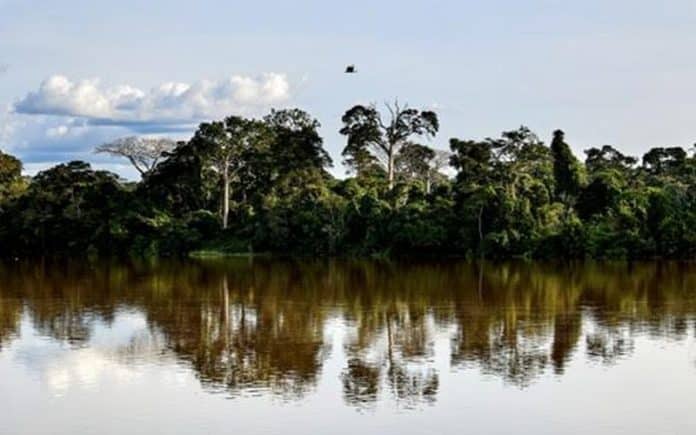 Semaine Européenne du Développement Durable 2022 « Agir au quotidien pour préserver notre planète » Zoom sur Fair&Precious, engagé pour la gestion durable des forêts