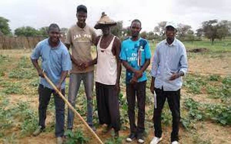 Sénégal : Le DRDR de Louga fait état d’un « bon comportement végétatif » malgré des attaques sur les cultures