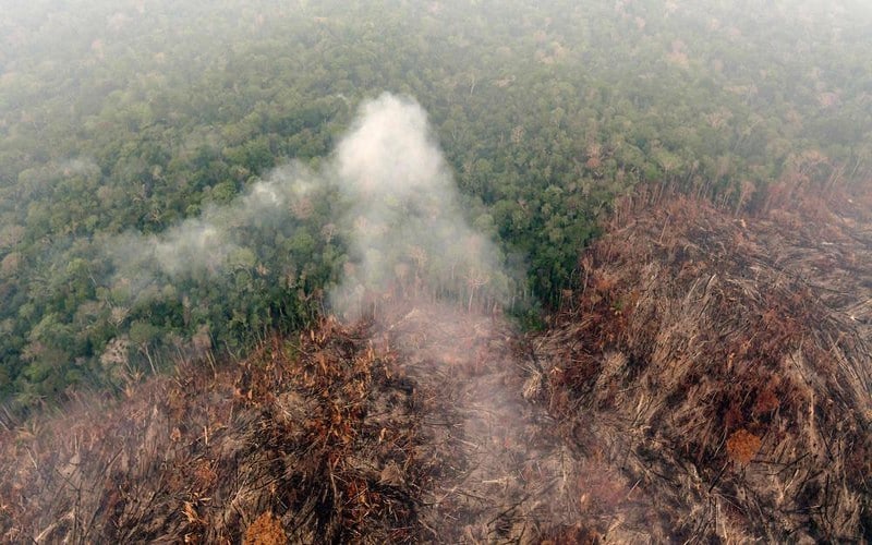 Une loi anti-déforestation votée par le parlement européen