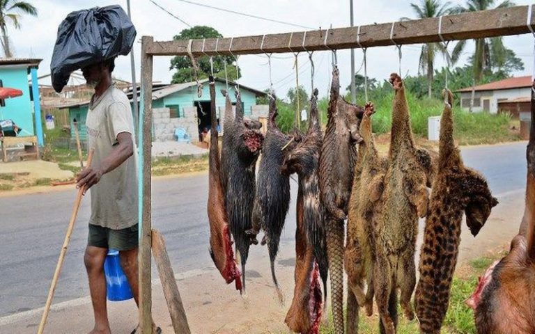 <strong>Voyage virtuel vers les</strong><strong>&nbsp;carrefours de</strong><strong>&nbsp;</strong><strong>viande de brousse de l’Afrique</strong>&nbsp;