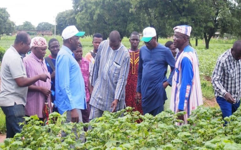Champs de coton dévastés par les jassides : Le ministre Sénégalais de l’Agriculture promet une solution durable