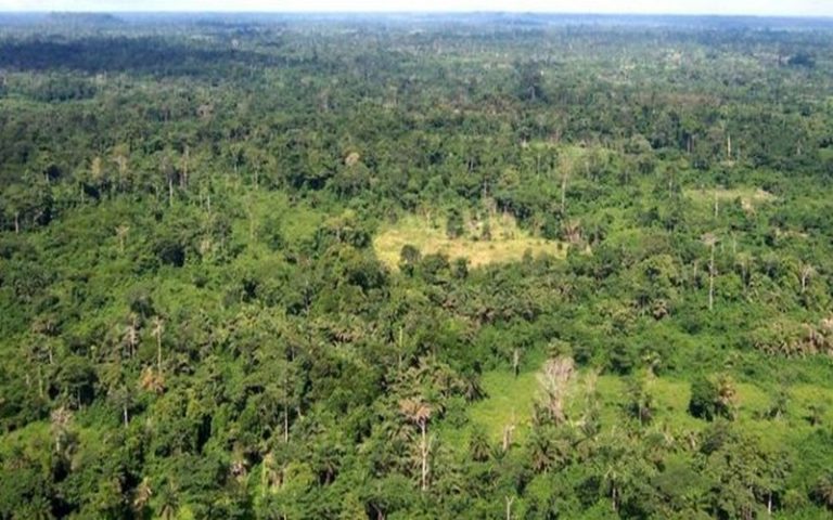 La biodiversité africaine face à une crise d’extinction massive