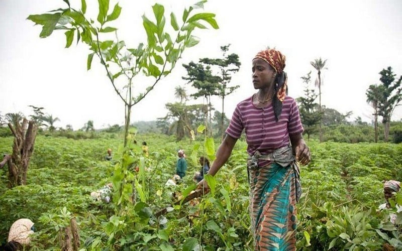 Le FIDA a dépassé ses objectifs de réduction de la pauvreté et de la faim sur la période 2019-2021