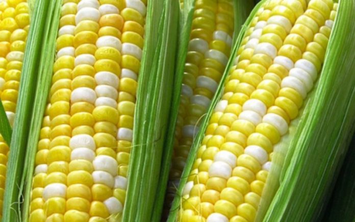 Le gouvernement du Kenya fournira des semences de maïs OGM aux producteurs en 2023