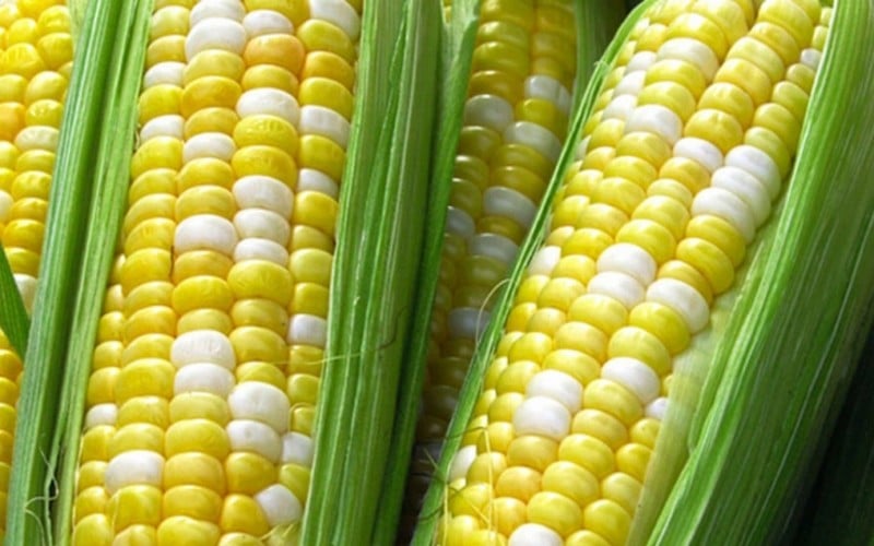 Le gouvernement du Kenya fournira des semences de maïs OGM aux producteurs en 2023