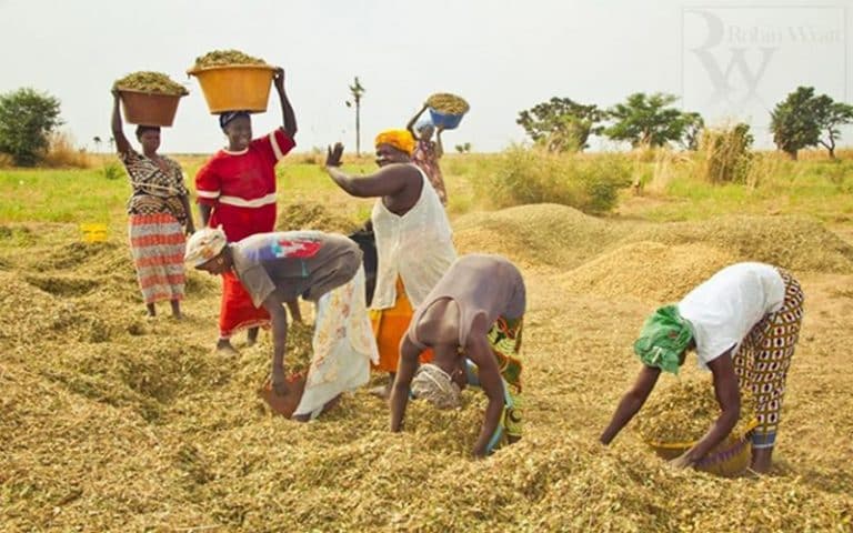 Soutien en faveur du monde paysan : Le Togo subventionne les engrais