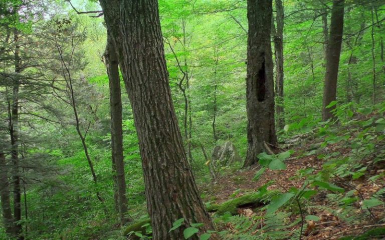 TreesAdapt : Une nouvelle plateforme pour résoudre le défi mondial de l&rsquo;adaptation au changement climatique par les arbres