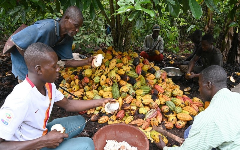 Acquisition du cacao : La Côte d’Ivoire et le Ghana laissent quatre mois supplémentaires aux industriels
