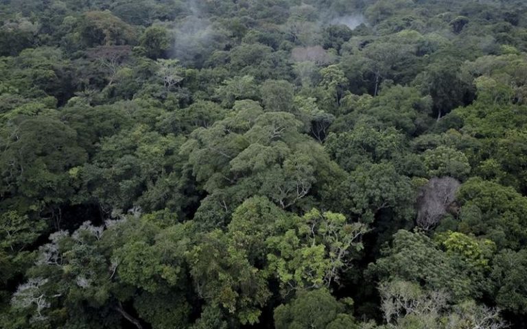 COP27 : Vers la mise en place d’un nouveau mécanisme visant à renforcer la « préservation » des forêts