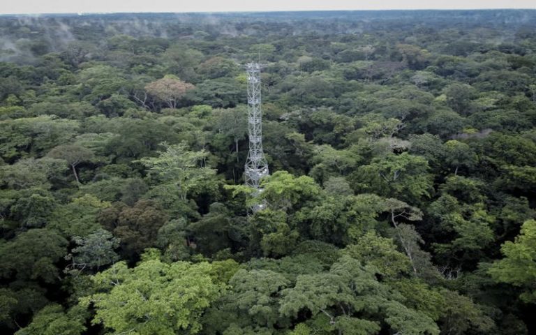 COP27 : en RDC, la forêt, son carbone et ses aventuriers