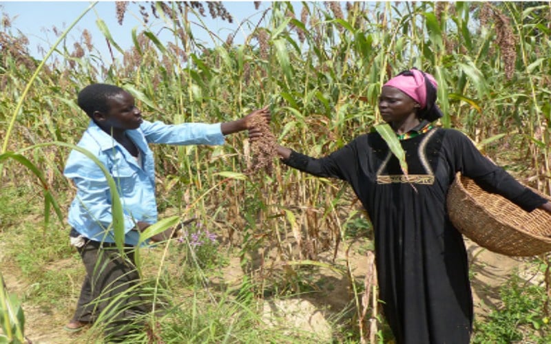 Etude sur la transition dans la pauvreté au Sénégal : Les ménages des branches d’activités du commerce et de l’agriculture, selon une étude du BOS/PSE  