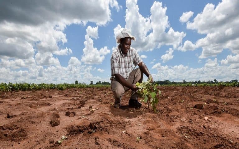 L’agriculture et le défi du changement climatique au menu de la COP27  