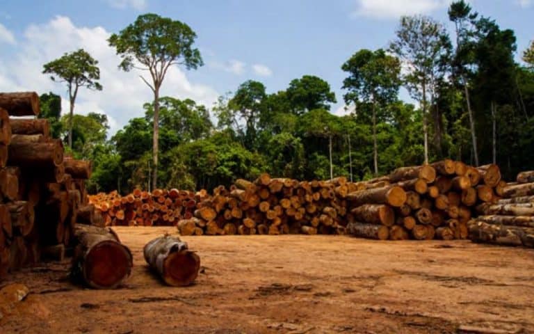 Sénégal : Une exploitation abusive des réserves forestières sur fond de conflit armé en Casamance