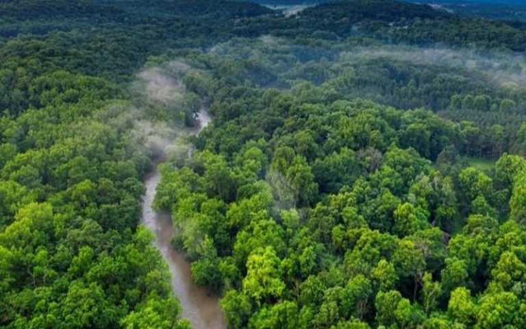 Le bassin du Congo est-il le deuxième poumon vert de la planète ?