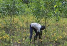 Les communautés du Bénin assurent le retour des forêts classées, selon la Banque mondiale