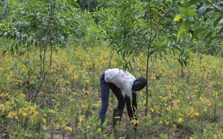 Les communautés du Bénin assurent le retour des forêts classées, selon la Banque mondiale