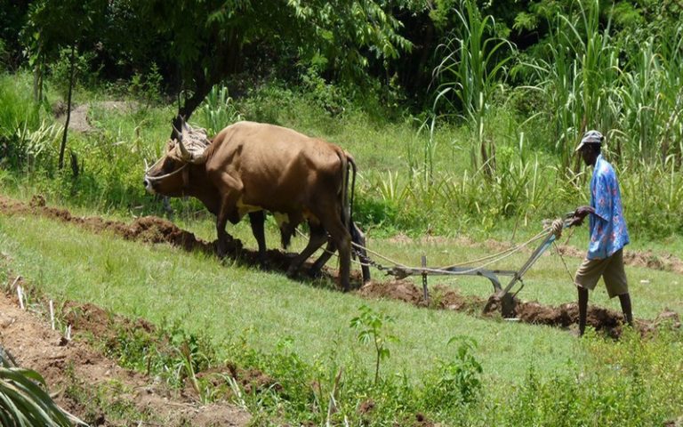 Les innovations technologiques développées en faveur de l’agriculture sont pues adoptées en Afrique  