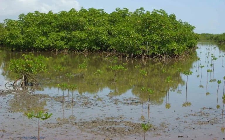 L&rsquo;inspection régionale des eaux et forêts de Ziguinchor (Sénégal) planche sur l&rsquo;identification des forêts classées de mangroves  