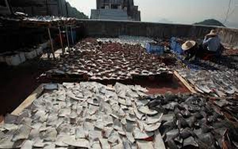 Protection des requins, une décision « historique » obtenue à la COP19 de la CITES