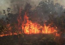 Sénégal : Plus de 186 hectares brûlés par 20 feux de brousse à Mbour entre octobre 2024 et janvier 2025 – Appel à renforcer la lutte contre les incendies