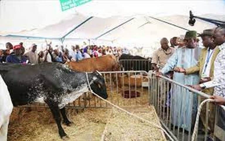 <strong>Sénégal : Un fonctionnaire à la retraite va représenter la région de Diourbel à la Journée nationale de l’Elevage</strong>