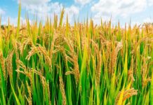 La FAO et le Vietnam s’allient pour soutenir la filière rizicole au Sierra Leone