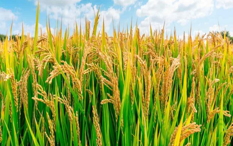 La FAO et le Vietnam s’allient pour soutenir la filière rizicole au Sierra Leone