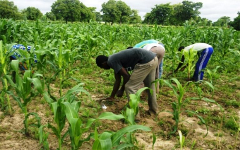 La deuxième phase du « Projet de transition agro-écologie » lancée à Podor (Sénégal)