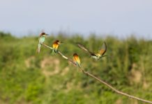 COP15 sur la Biodiversité : L’Afrique du Sud ne veut pas d’« un accord sur papier sans réelle possibilité de mise en œuvre »