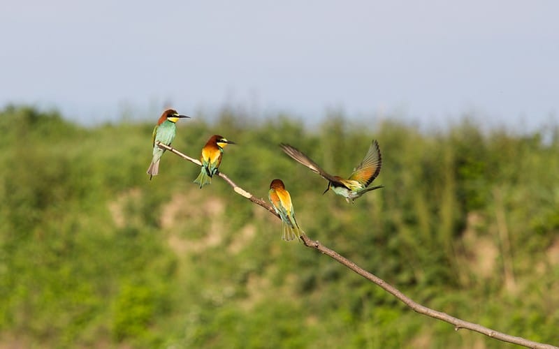 COP15 sur la Biodiversité : L’Afrique du Sud ne veut pas d’« un accord sur papier sans réelle possibilité de mise en œuvre »