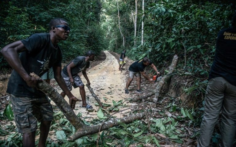 <strong>COP15 sur la biodiversité : L’Afrique veut préserver son poumon vert… et l’équilibre mondial</strong>