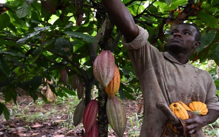 <strong>Consommer « zéro déforestation » en Europe : la menace d&rsquo;effets contre-productifs en Afrique centrale</strong>