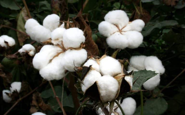 Faute de demande des industriels, la consommation de coton en berne dans le monde