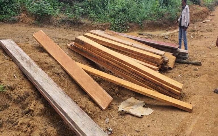 Gabon – Woleu-Ntem : Exploitation illégale du bois à Bitam